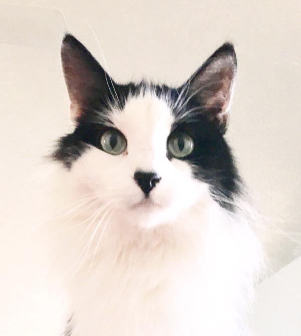 /Images/uploads/Humane Society of Utah/HSU2018/entries/3890thumb.jpg